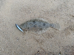 ヒラメの釣果