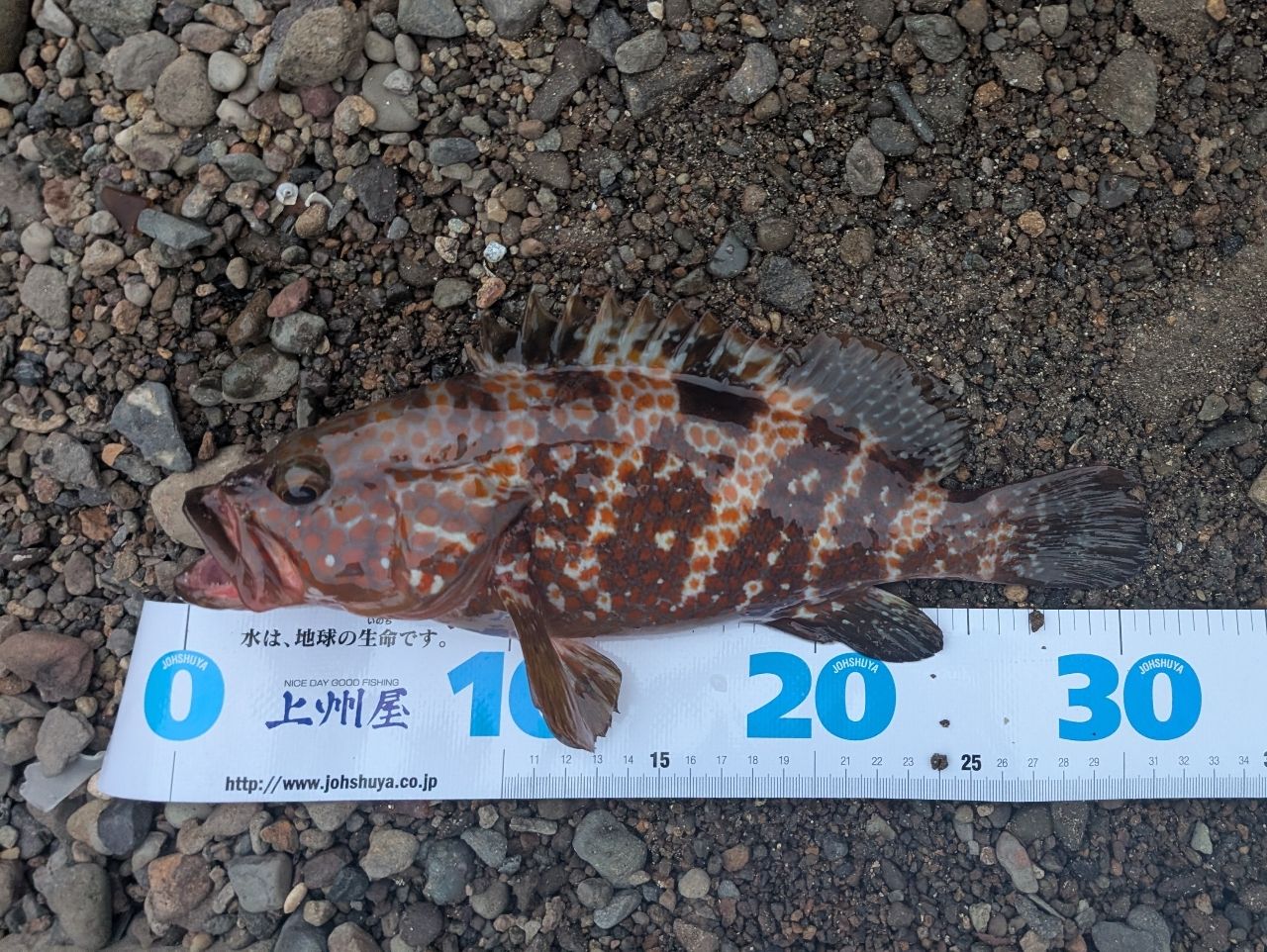 「最後値下げ」メジャークラフト ロックライバー 5G RV5-902H/B Major Craft ○【今ならフロロリーダ1点プレゼント！】【送料無料