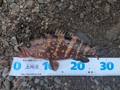 キジハタの釣果