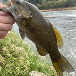 スモールマウスバス