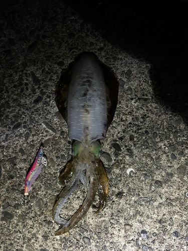 アオリイカの釣果