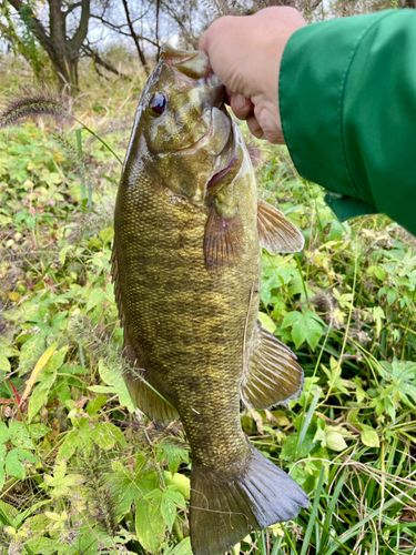 スモールマウスバスの釣果