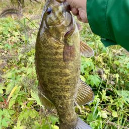 スモールマウスバス