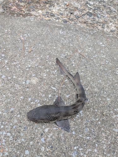 ドチザメの釣果