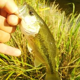 ラージマウスバス