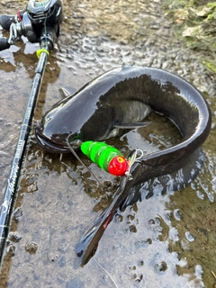 ナマズの釣果