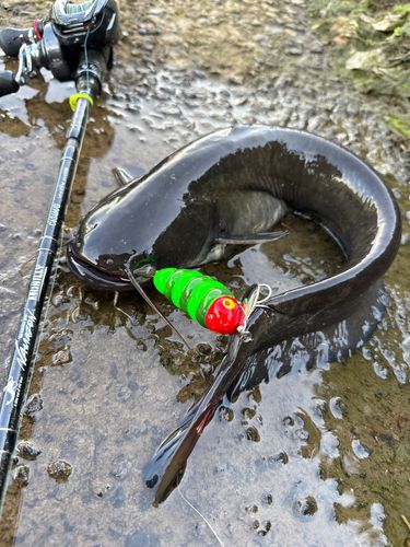 ナマズの釣果