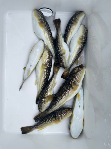 コモンフグの釣果