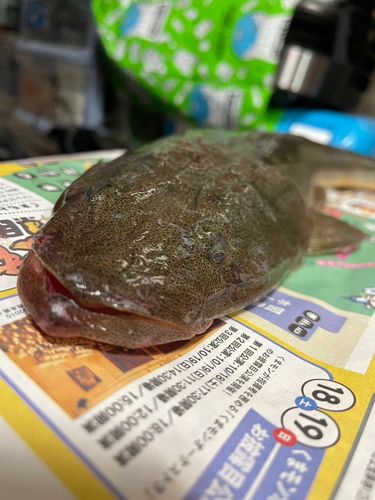 マゴチの釣果