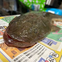 マゴチ