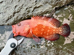 アザハタの釣果