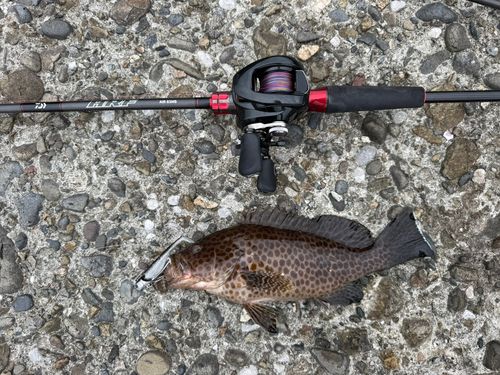 オオモンハタの釣果