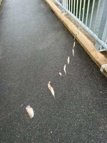 ワカサギの釣果