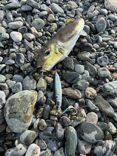 シロサバフグの釣果