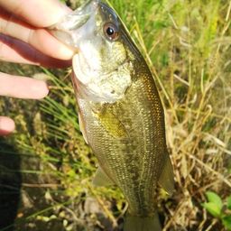 ラージマウスバス