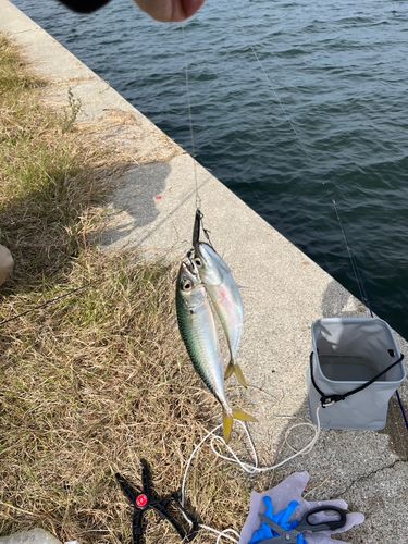 サバの釣果