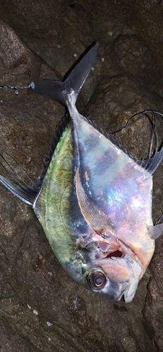 イトヒキアジの釣果