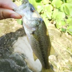 ラージマウスバス