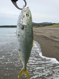 ワカシの釣果