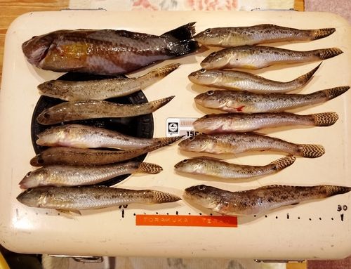 マハゼの釣果