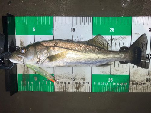 シーバスの釣果