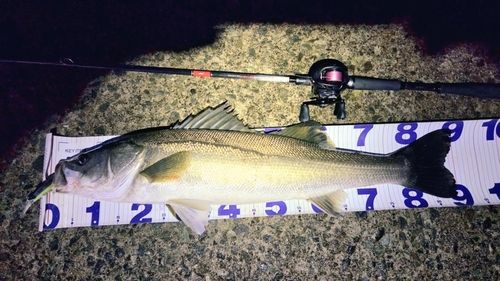 シーバスの釣果