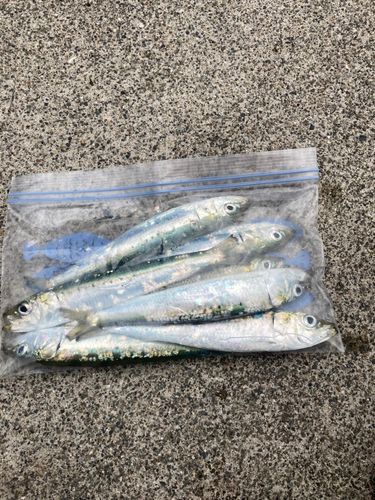 イワシの釣果