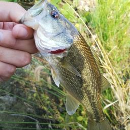 ラージマウスバス