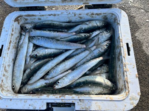 イワシの釣果