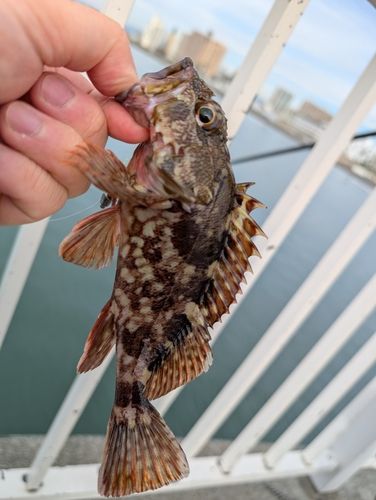 カサゴの釣果