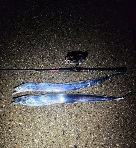 タチウオの釣果