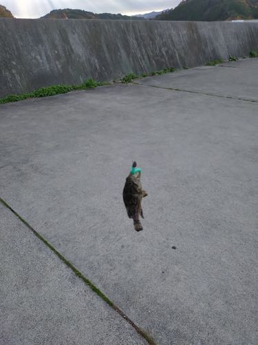 クロソイの釣果