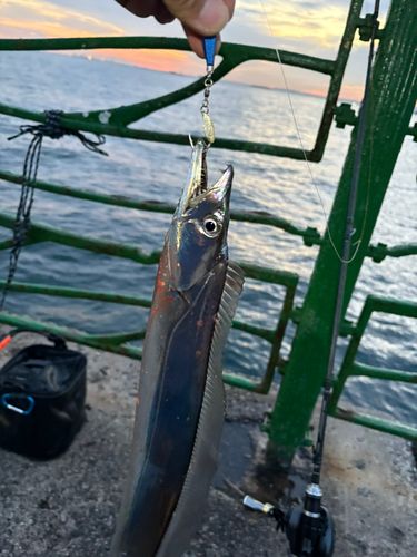 タチウオの釣果