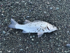 セイゴ（マルスズキ）の釣果