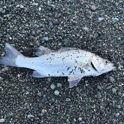 セイゴ（マルスズキ）