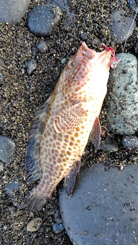 オオモンハタの釣果