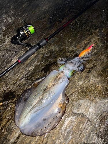 アオリイカの釣果