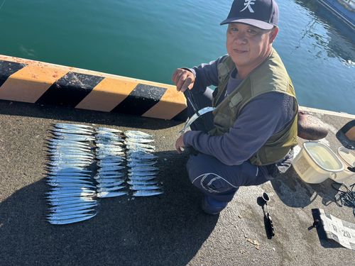 マイワシの釣果