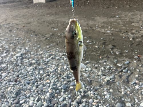 シロサバフグの釣果