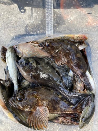 タケノコメバルの釣果