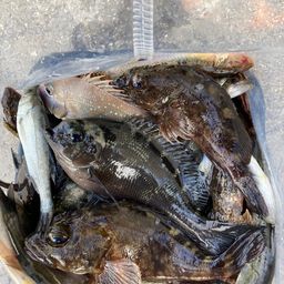 タケノコメバル