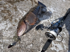 アイナメの釣果