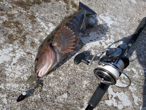 アイナメの釣果