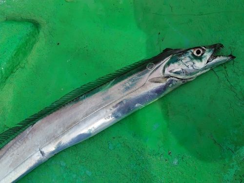 タチウオの釣果