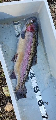 ニジマスの釣果