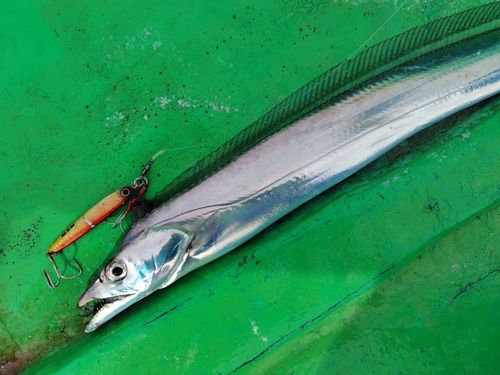 タチウオの釣果