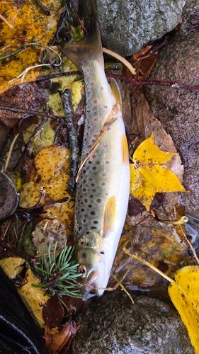 ブラウントラウトの釣果