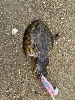 コウイカの釣果