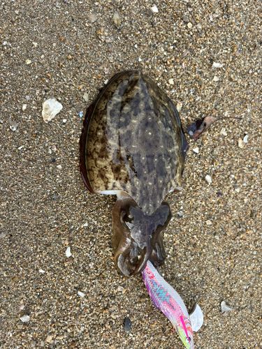 コウイカの釣果
