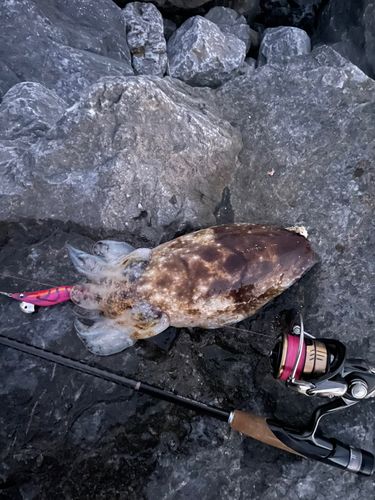 コブシメの釣果